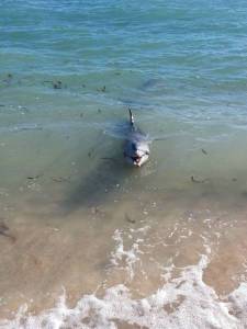 The dolphin was friendly and swam in close. 