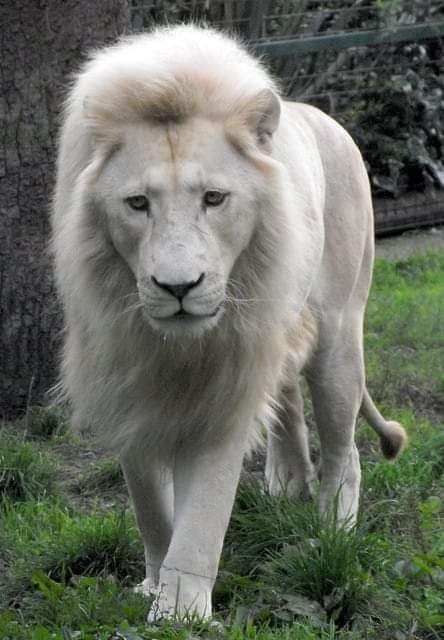 A closeup of a magnificent White Lion. 