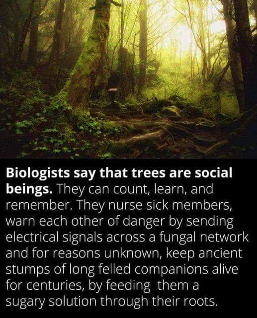 A meme that asserts: "Biologists say that trees are social beings. They can count, learn and remember. They nurse sick members, warn each other of danger by sending signals across a fungal network and for reasons unknown, keep ancient stumps of long felled companions alive for centuries, by feeding them a sugary solution through their roots."