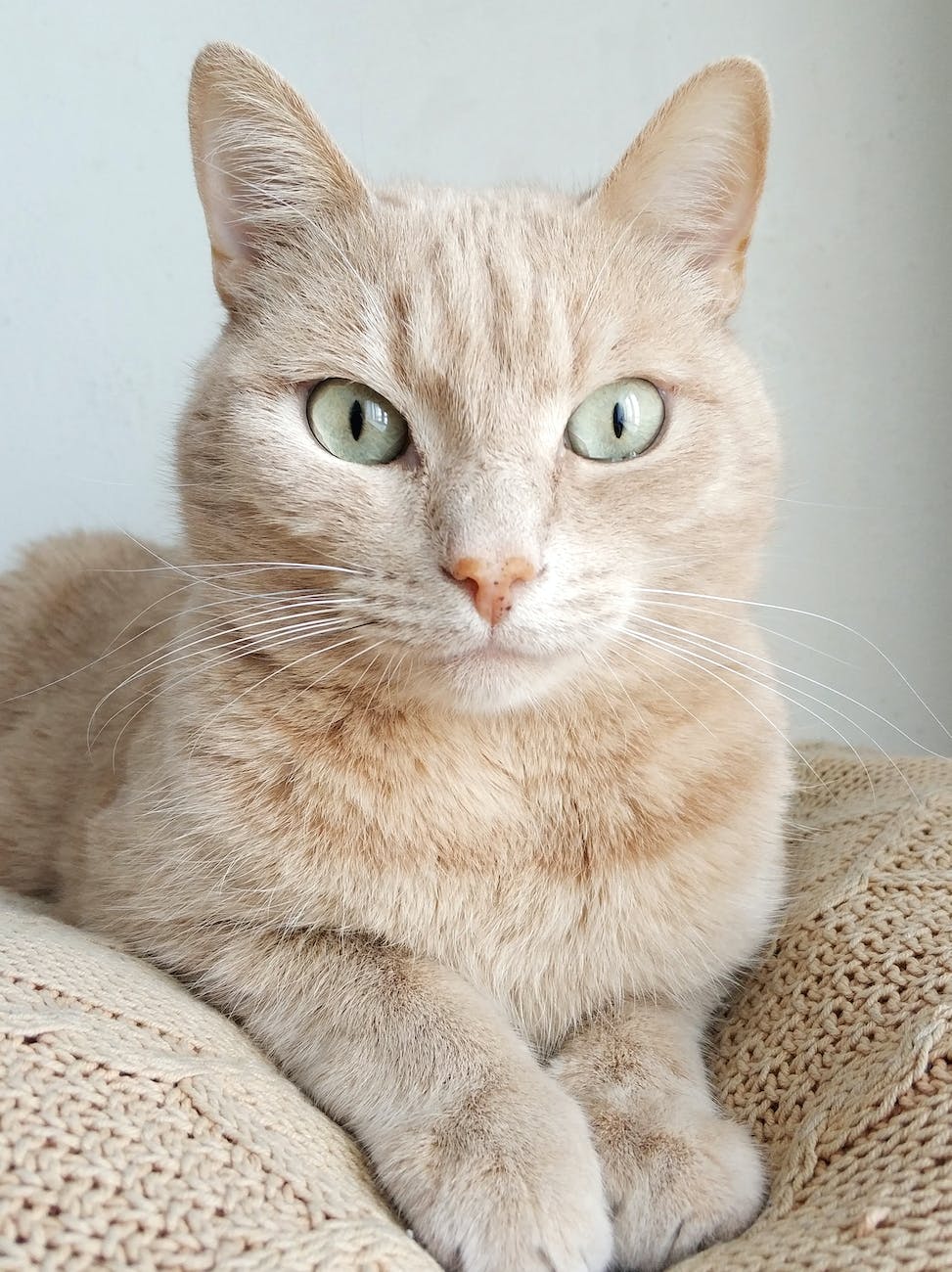 An image of a cat looking very wise and all-knowing. 