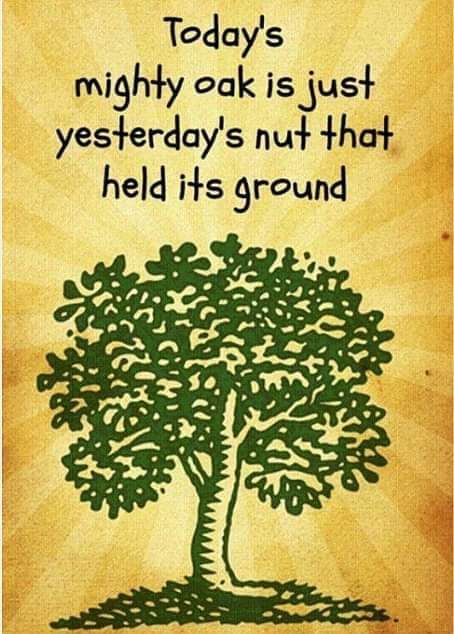A meme that reads: "Today's mighty oak is just yesterday's nut that held its ground."