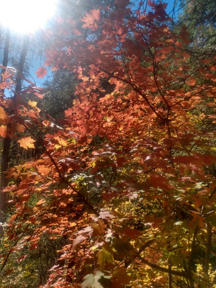 Colorful autumn leaves at West Fork Hiking Area near Sedona, Arizona.