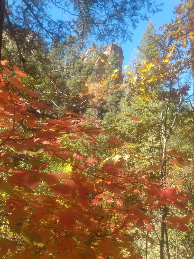 Colorful autumn leaves at West Fork Hiking Area near Sedona, Arizona.