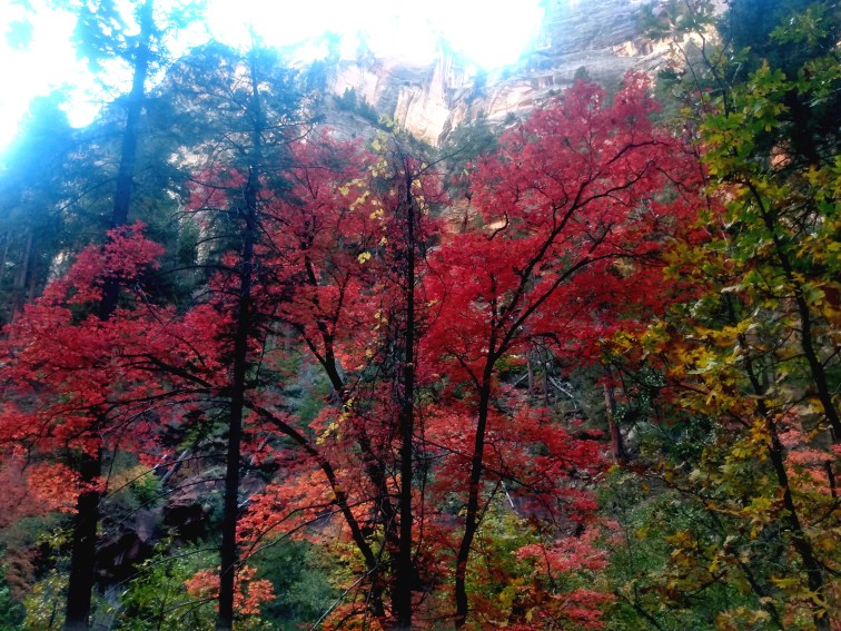 Colorful autumn leaves at West Fork Hiking Area near Sedona, Arizona.