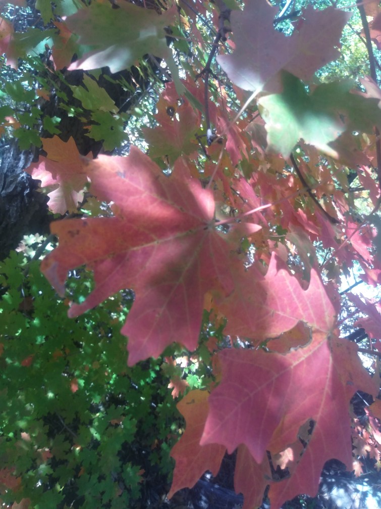 Colorful maple leaves at West Fork Hiking Area near Sedona, Arizona.