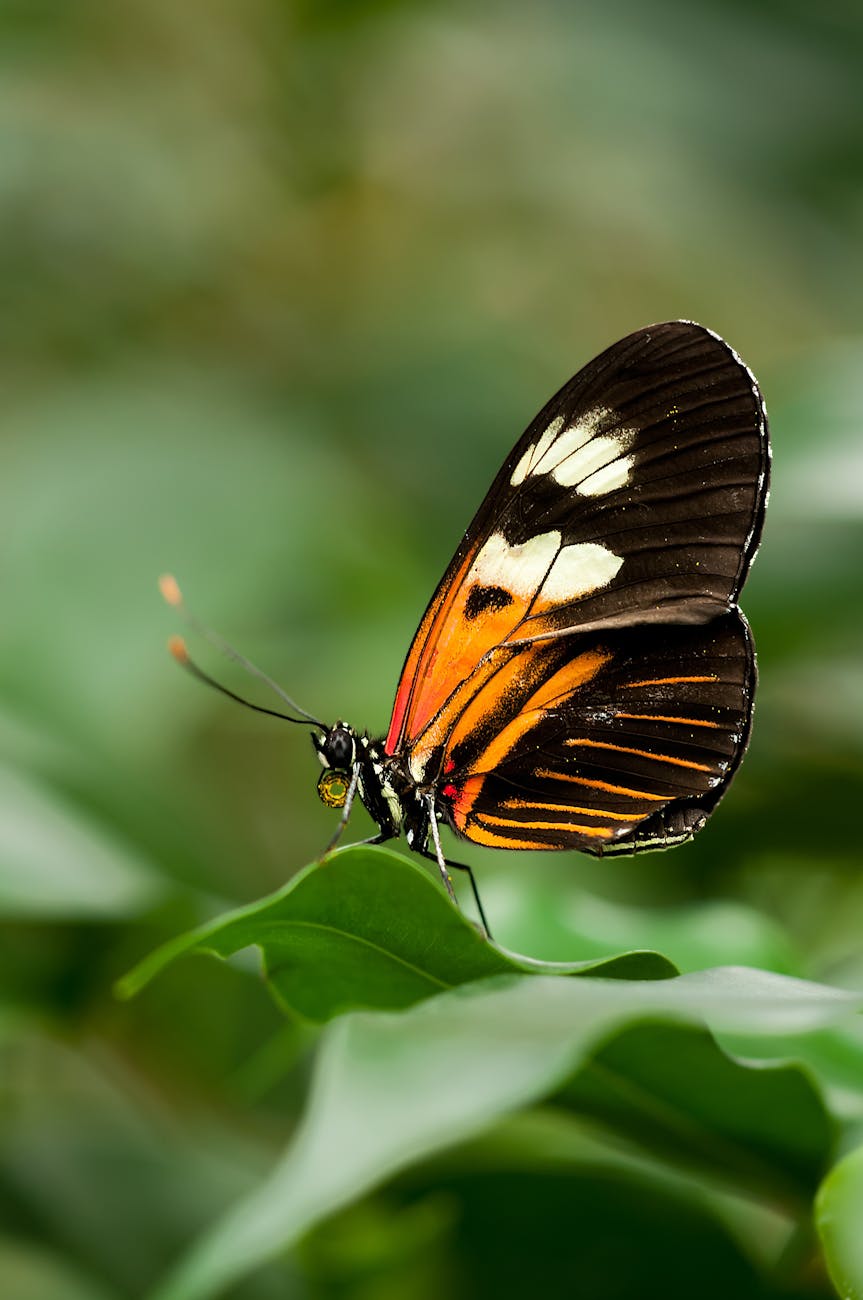A close up shot of a gold, black and white butterfly. 