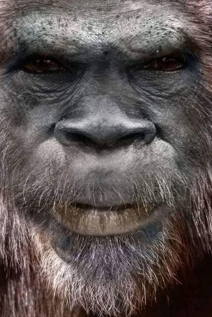 Closeup image depicting a Bigfoot or Sasquatch.