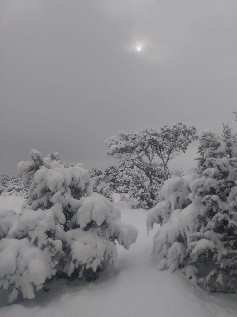 An image of heavy snow on the branches of a Juniper Tree.