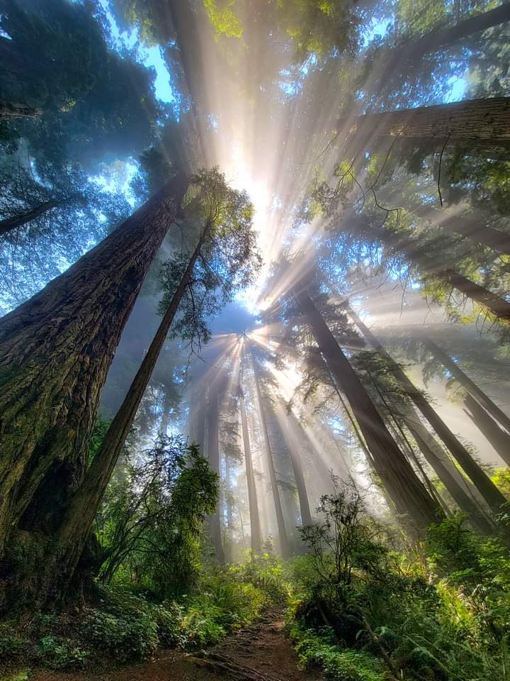 Sunlight illuminates mist in a dense forest creating streaks of light.